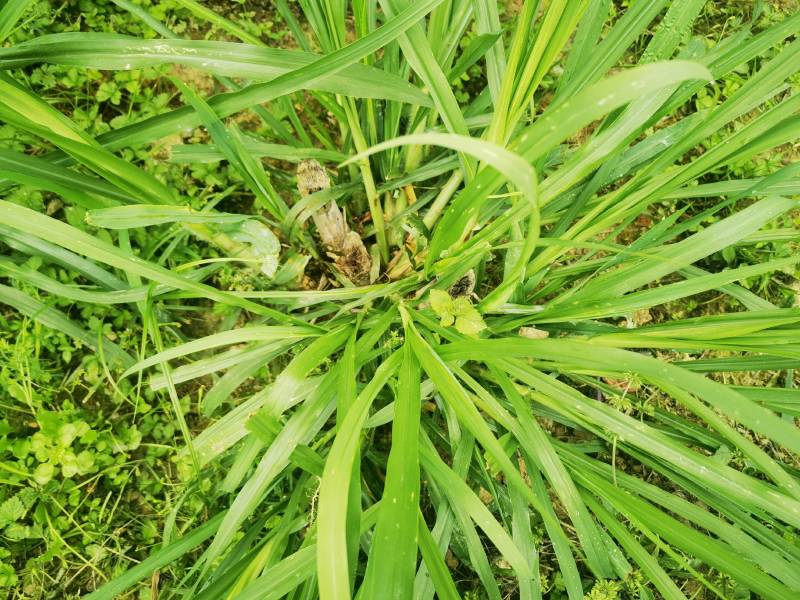 常年供应各种牧草种苗种节