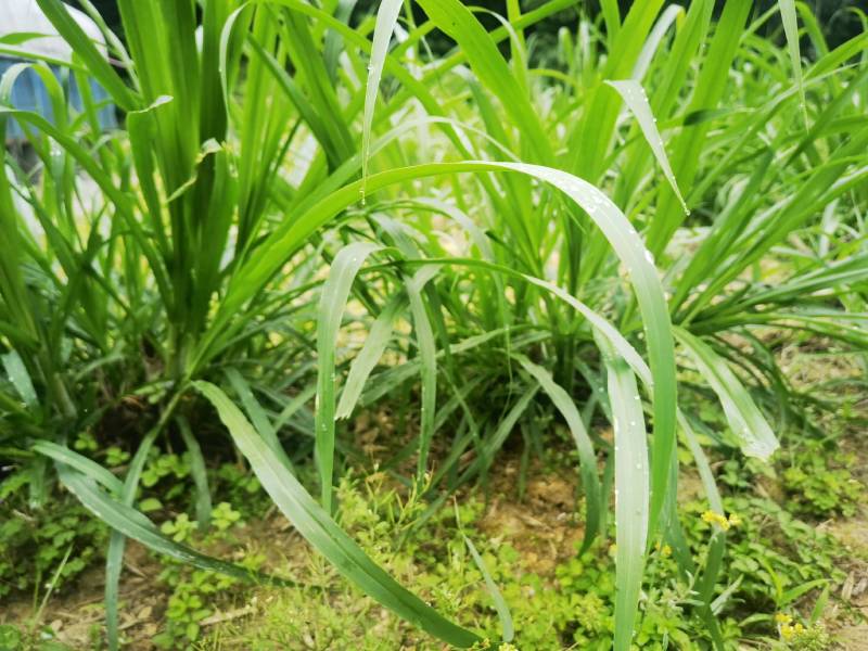 常年供应各种牧草种苗种节