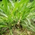 常年供应各种牧草种苗种节