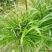 常年供应各种牧草种苗种节