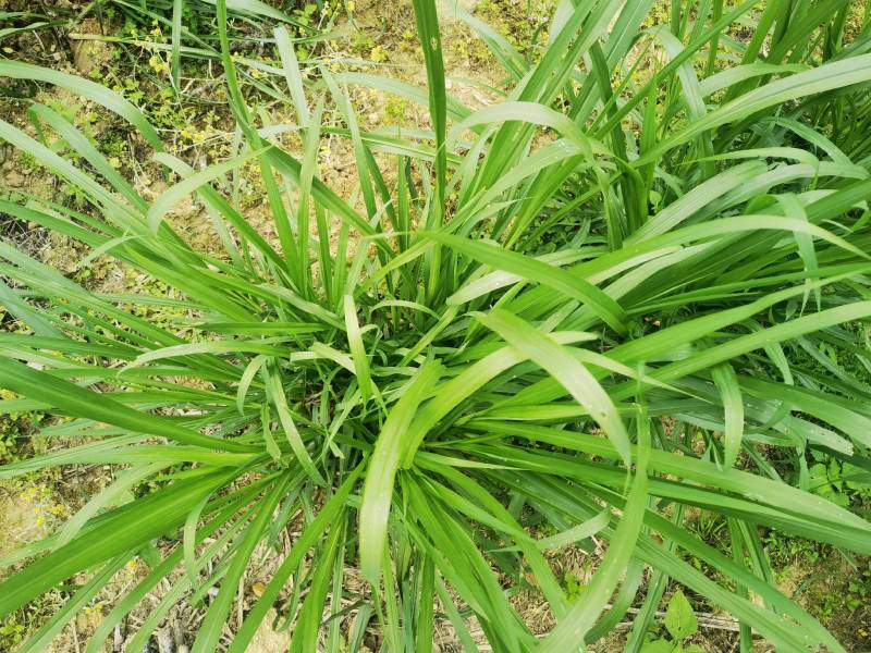 常年供应各种牧草种苗种节