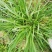 常年供应各种牧草种苗种节