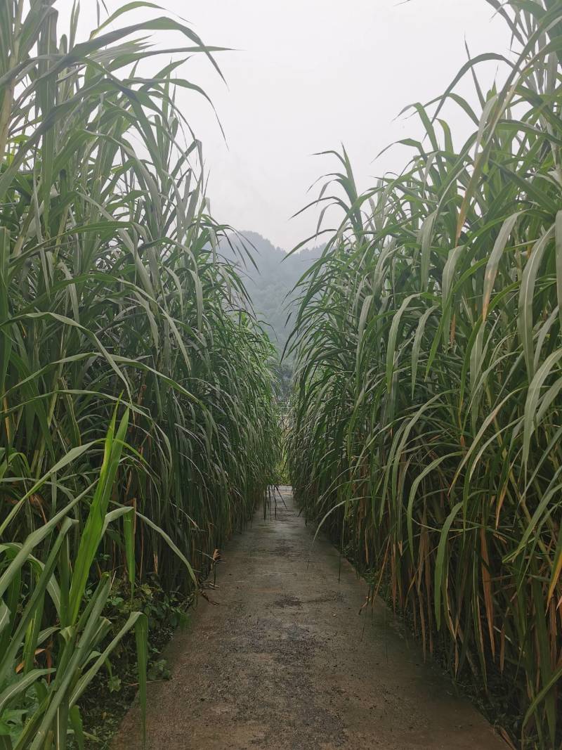 常年供应各种牧草种苗种节