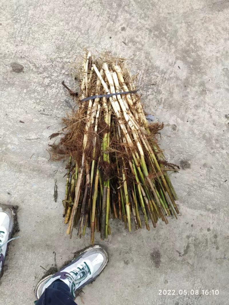 水生植物