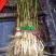 水生植物