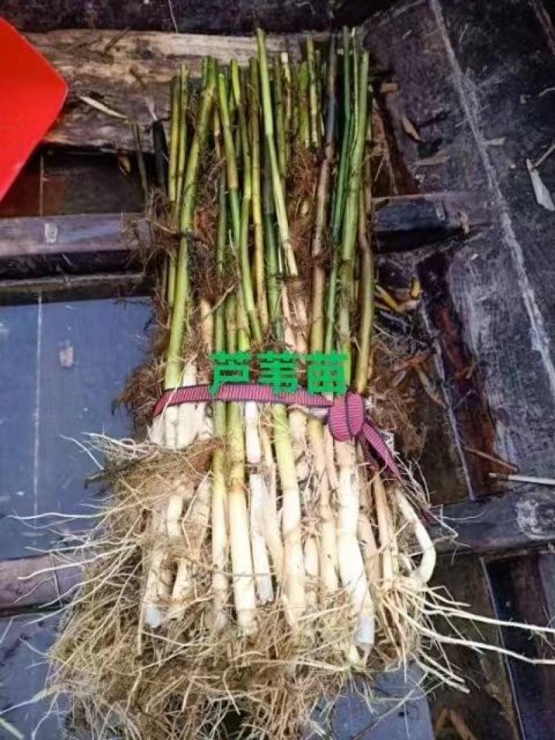 水生植物