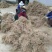 白前统装500g产地甘肃振兴药材购销站量大从优