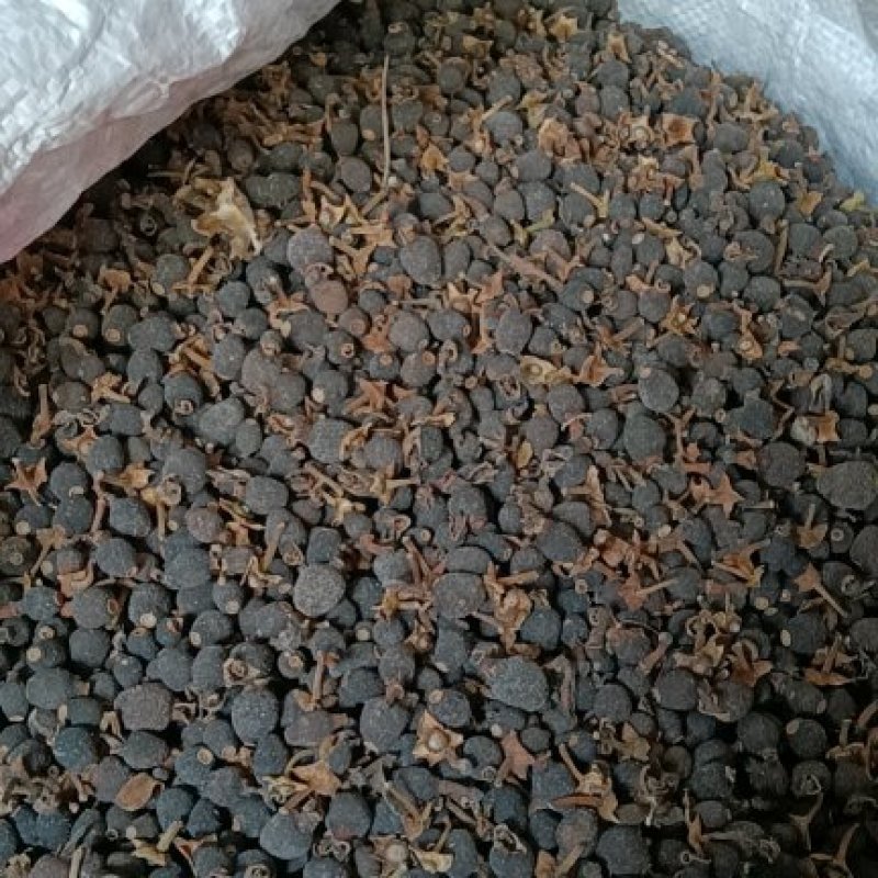 金堂中药枳实又名阴橙子，高山丘陵，花期阳光充足，