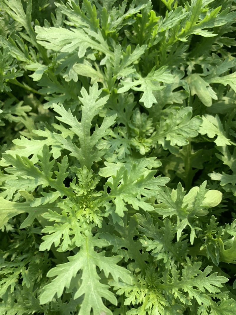 茼蒿