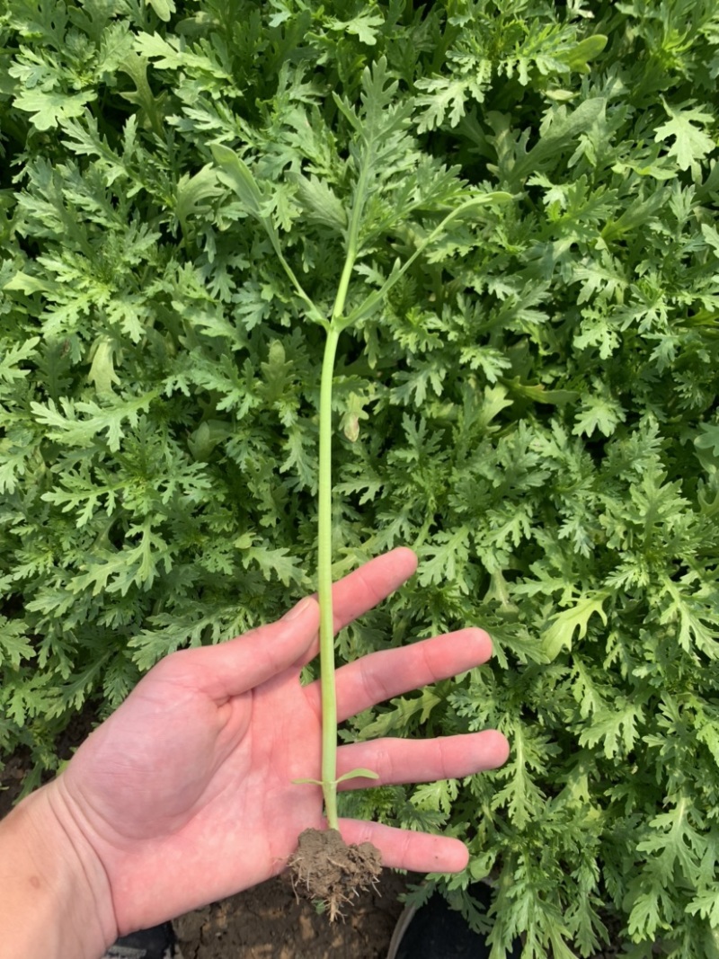 茼蒿