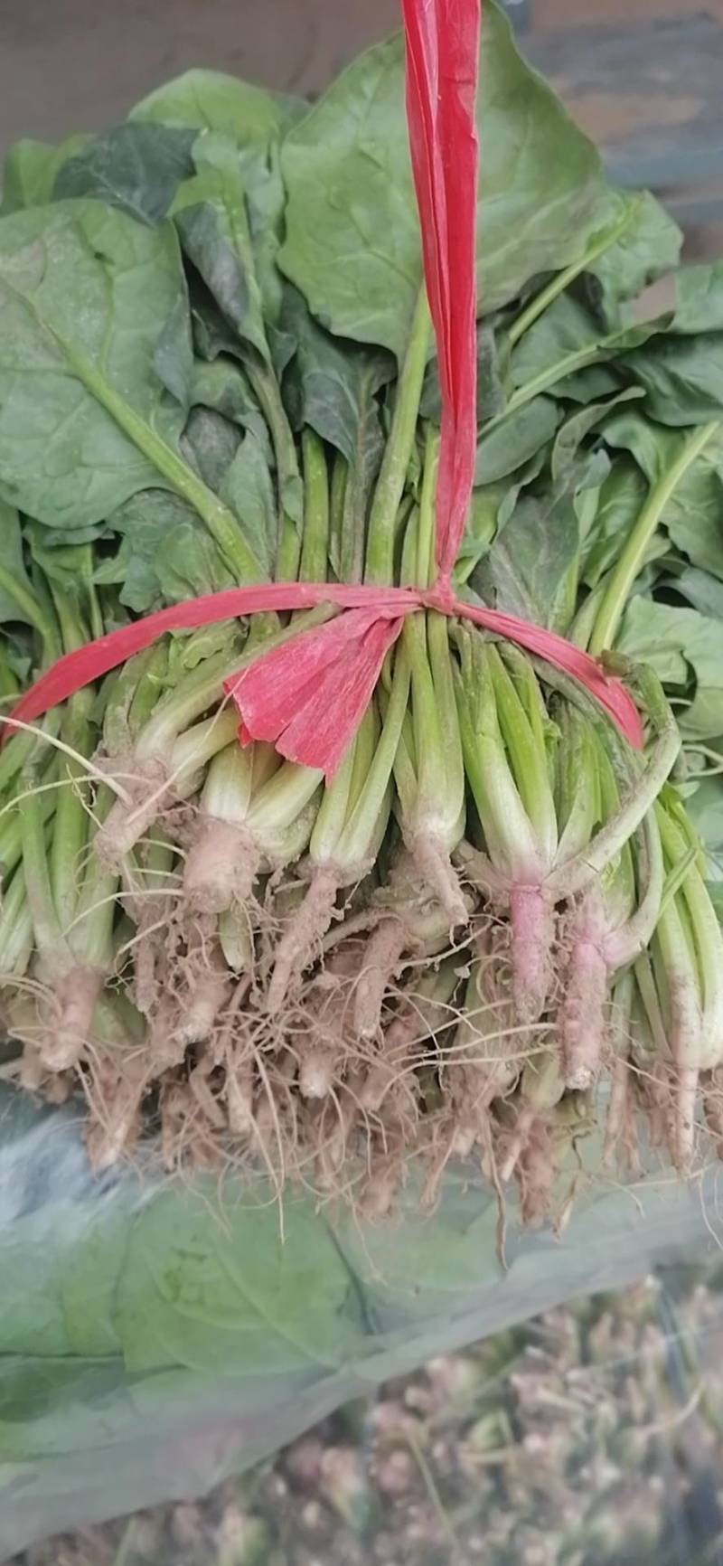 精品菠菜