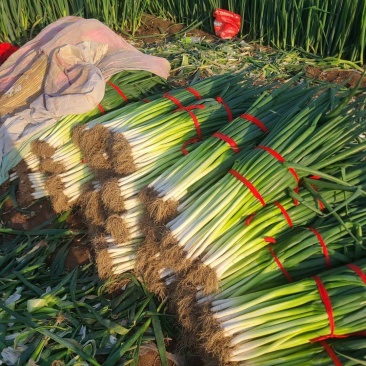 地膜插葱，货源充足，常年供货