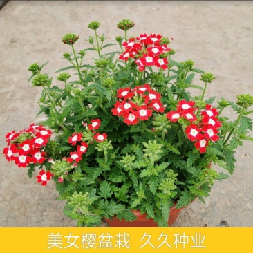 美女樱花苗盆栽花卉四季开花观赏美人樱阳台庭院绿植