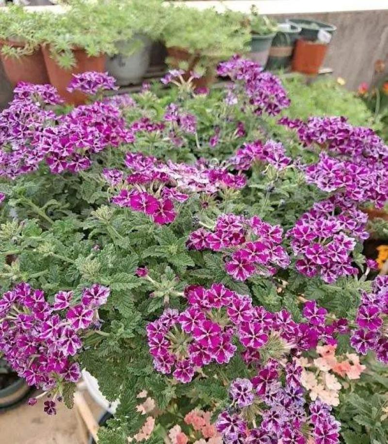 美女樱花苗盆栽花卉四季开花观赏美人樱阳台庭院绿植