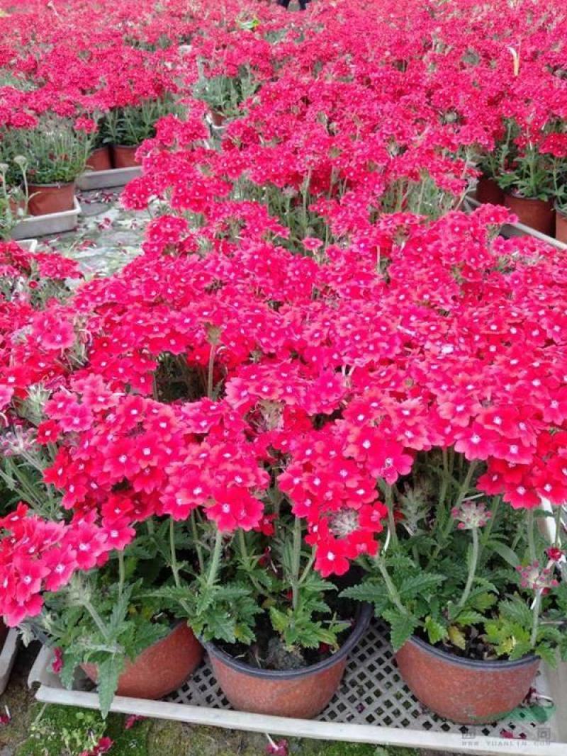美女樱花苗盆栽花卉四季开花观赏美人樱阳台庭院绿植