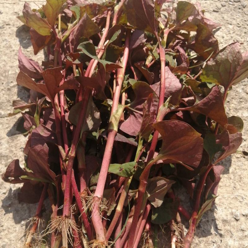 野生鱼腥草零售