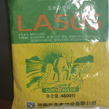 高产玉米种LA505矮杆苞谷种抗病抗灾抗倒大棒轴细抗虫