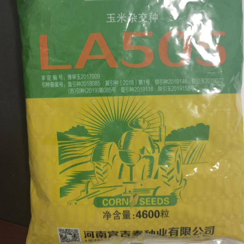 高产玉米种LA505矮杆苞谷种抗病抗灾抗倒大棒轴细抗虫