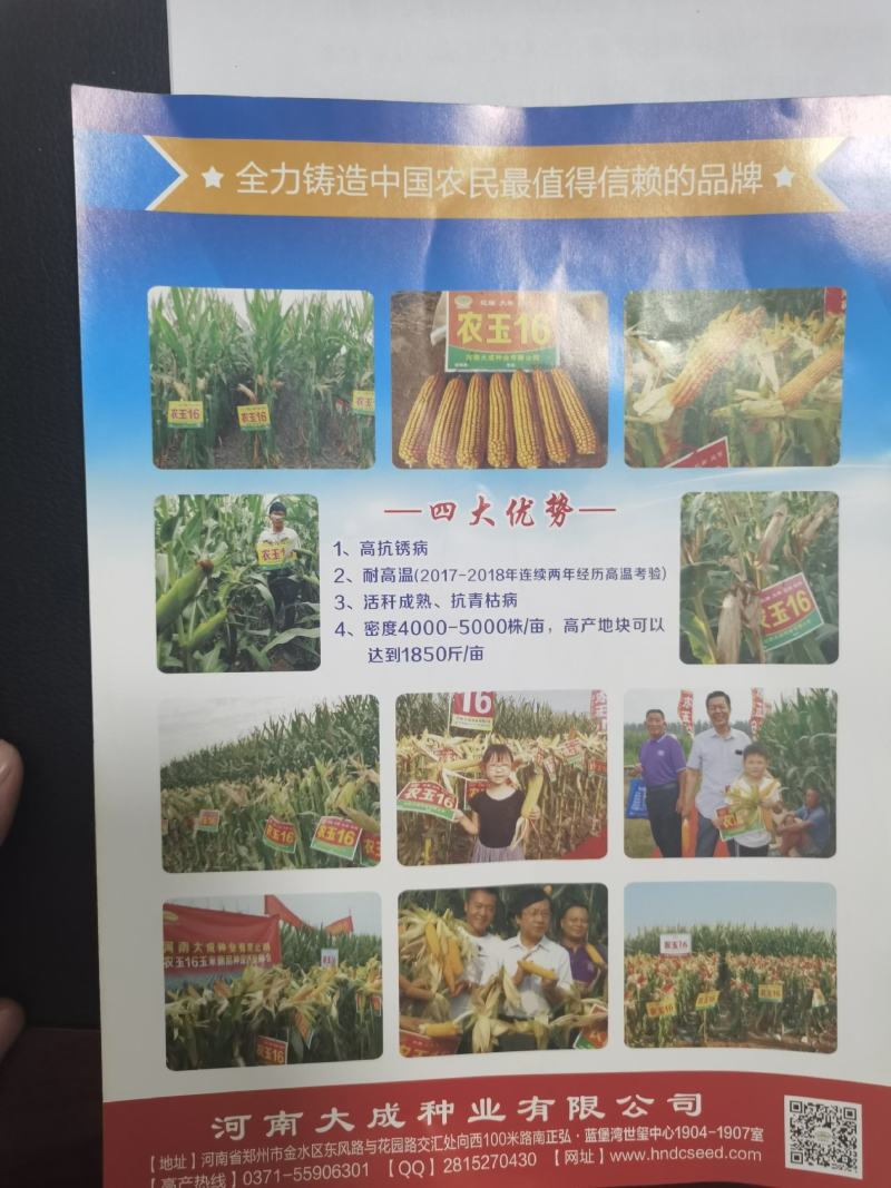 高产玉米种LA505矮杆苞谷种抗病抗灾抗倒大棒轴细抗虫