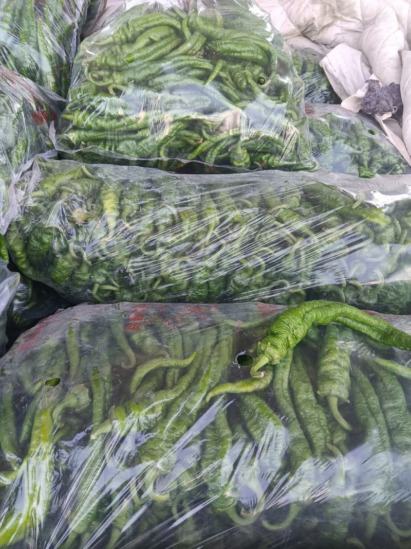 精品陇椒大降价量大从优