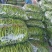 精品陇椒大降价量大从优