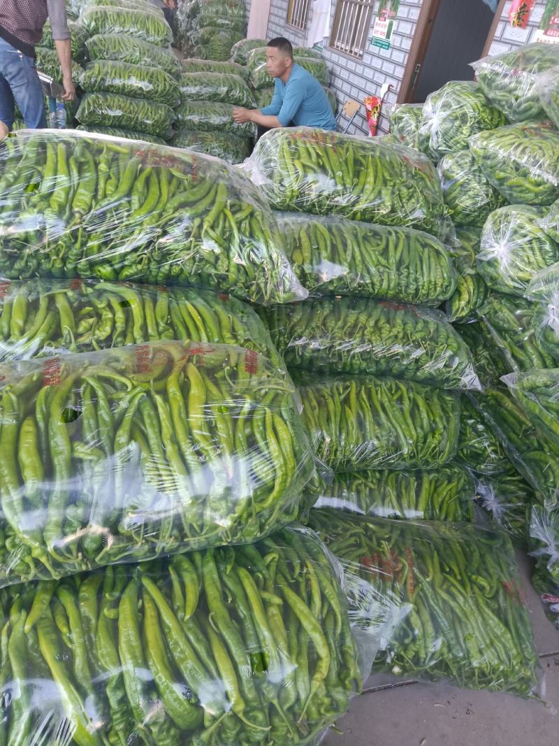 精品陇椒大降价量大从优