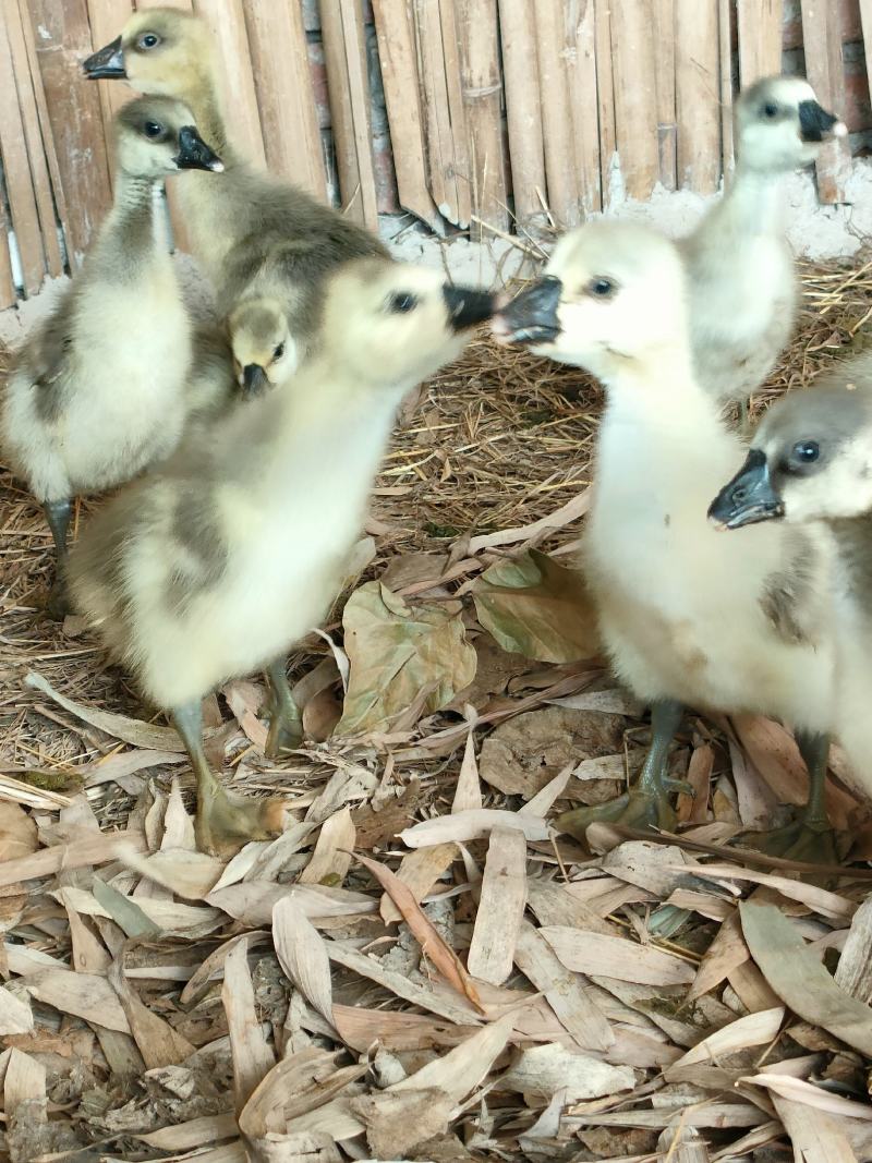 狮头鹅正宗狮头鹅特大种鹅苗买6送1、自家果园养殖