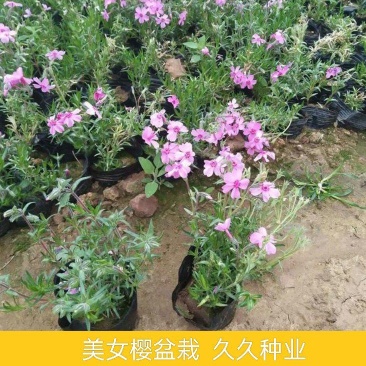 四季福禄考花苗易种宿根花卉园林景观庭院花海易活耐寒旱工程