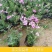 四季福禄考花苗易种宿根花卉园林景观庭院花海易活耐寒旱工程