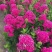 四季福禄考花苗易种宿根花卉园林景观庭院花海易活耐寒旱工程