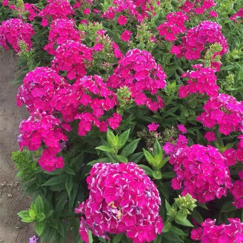 四季福禄考花苗易种宿根花卉园林景观庭院花海易活耐寒旱工程