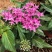 四季福禄考花苗易种宿根花卉园林景观庭院花海易活耐寒旱工程