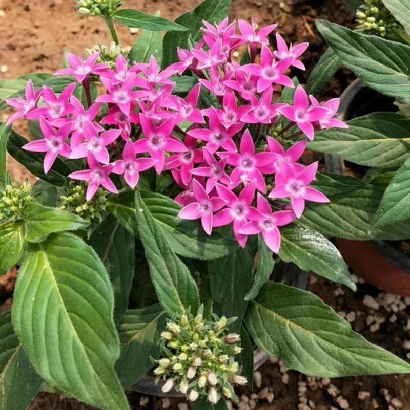 四季福禄考花苗易种宿根花卉园林景观庭院花海易活耐寒旱工程