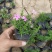 四季福禄考花苗易种宿根花卉园林景观庭院花海易活耐寒旱工程