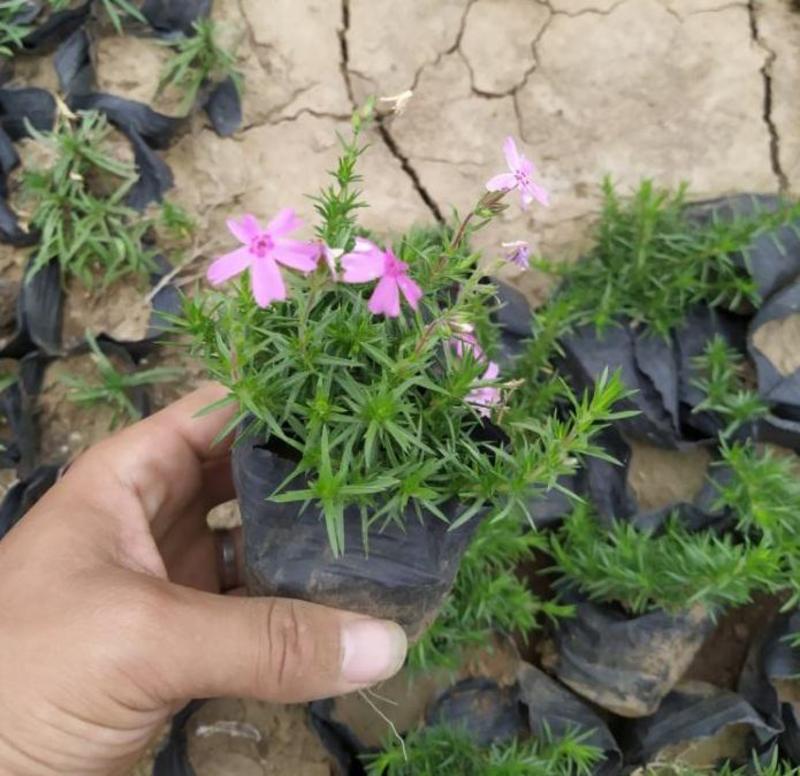 四季福禄考花苗易种宿根花卉园林景观庭院花海易活耐寒旱工程