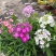 四季福禄考花苗易种宿根花卉园林景观庭院花海易活耐寒旱工程