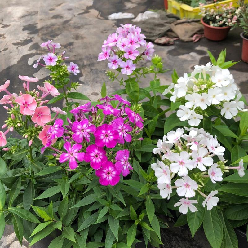 四季福禄考花苗易种宿根花卉园林景观庭院花海易活耐寒旱工程
