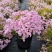 四季福禄考花苗易种宿根花卉园林景观庭院花海易活耐寒旱工程