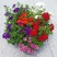四季福禄考花苗易种宿根花卉园林景观庭院花海易活耐寒旱工程