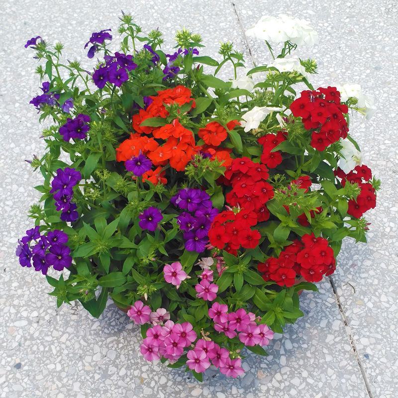 四季福禄考花苗易种宿根花卉园林景观庭院花海易活耐寒旱工程