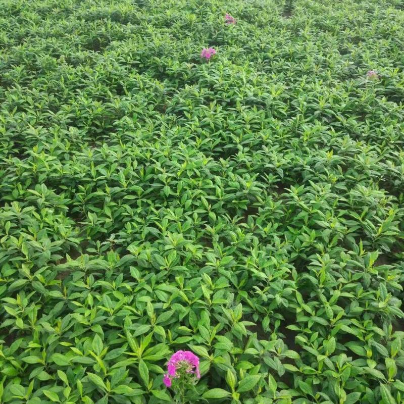 四季福禄考花苗易种宿根花卉园林景观庭院花海易活耐寒旱工程