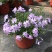 四季福禄考花苗易种宿根花卉园林景观庭院花海易活耐寒旱工程