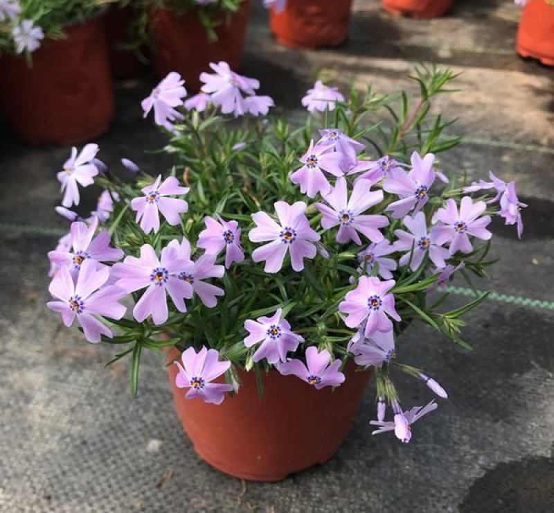 四季福禄考花苗易种宿根花卉园林景观庭院花海易活耐寒旱工程