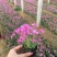 四季福禄考花苗易种宿根花卉园林景观庭院花海易活耐寒旱工程