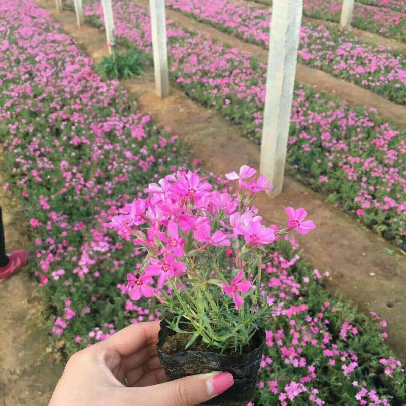 四季福禄考花苗易种宿根花卉园林景观庭院花海易活耐寒旱工程
