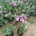 四季福禄考花苗易种宿根花卉园林景观庭院花海易活耐寒旱工程