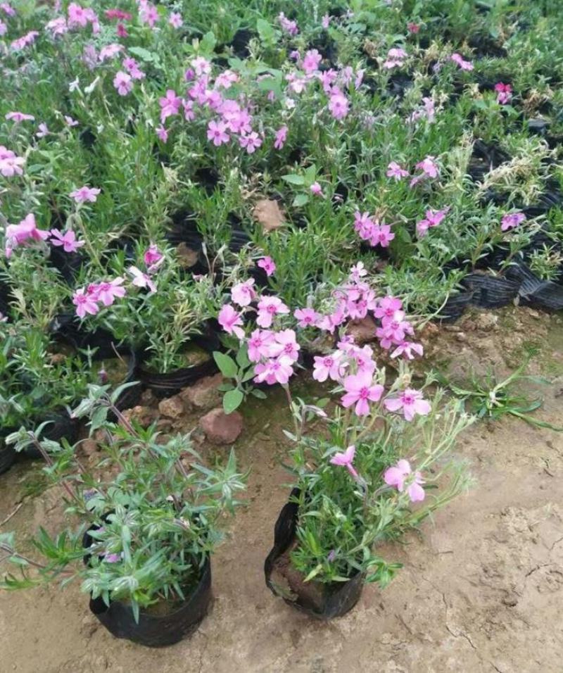 四季福禄考花苗易种宿根花卉园林景观庭院花海易活耐寒旱工程