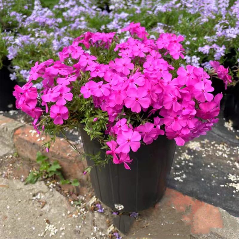 四季福禄考花苗易种宿根花卉园林景观庭院花海易活耐寒旱工程