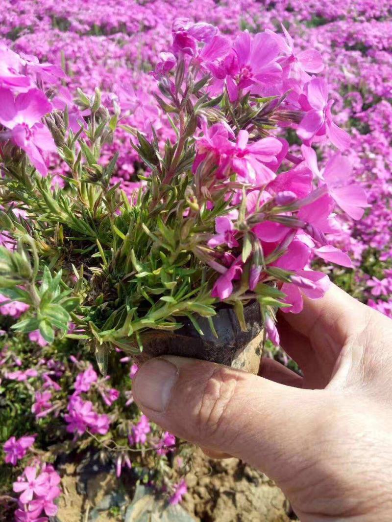 四季福禄考花苗易种宿根花卉园林景观庭院花海易活耐寒旱工程