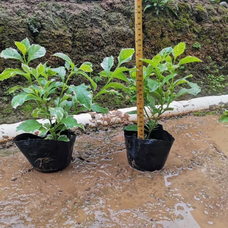 花叶假连翘各种规格基地大量现货供应，欢迎各位客户咨询